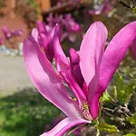 Górska Sowa, Cały Dom Tylko Dla Was