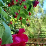 Chalet Górska Sowa, Cały Dom Tylko Dla Was